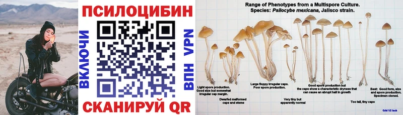 KRAKEN   Петрозаводск  Галлюциногенные грибы GOLDEN TEACHER 